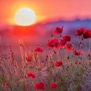 Meet your Posher, Sophia